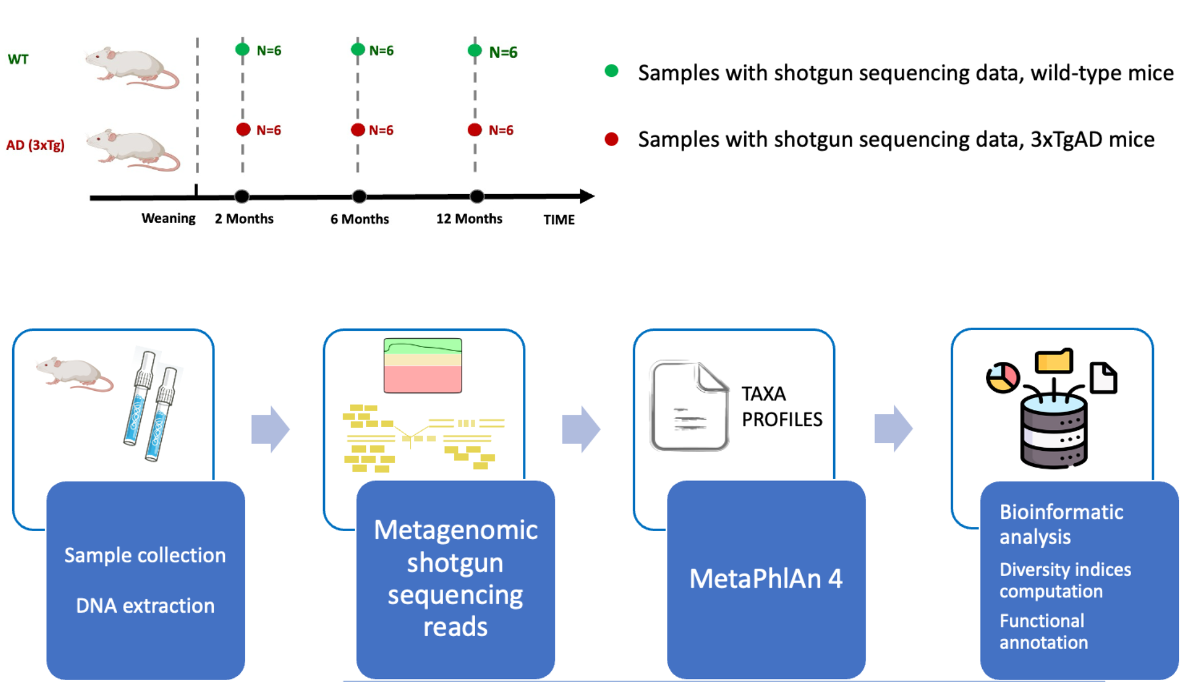 New Study Unveils Gut Microbiota Changes in Alzheimer’s Disease Mouse Model